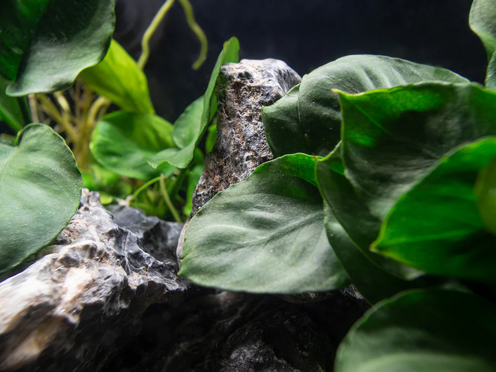 Gold Coin Anubias (Anubias barteri “Round Leaf”), Bare Root - Nestor' Aquariums & Pets