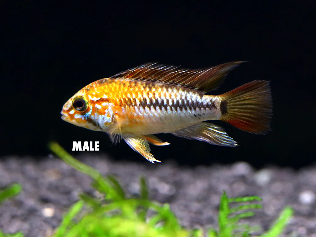 Viejita Dwarf Cichlid (Apistogramma viejita) - Tank Bred! - Nestor' Aquariums & Pets