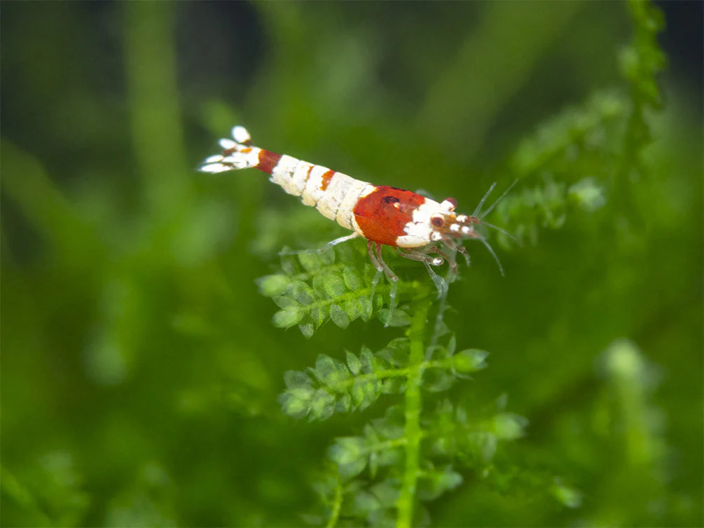 Crystal Red and Black Shrimp Combo Box - Nestor' Aquariums & Pets