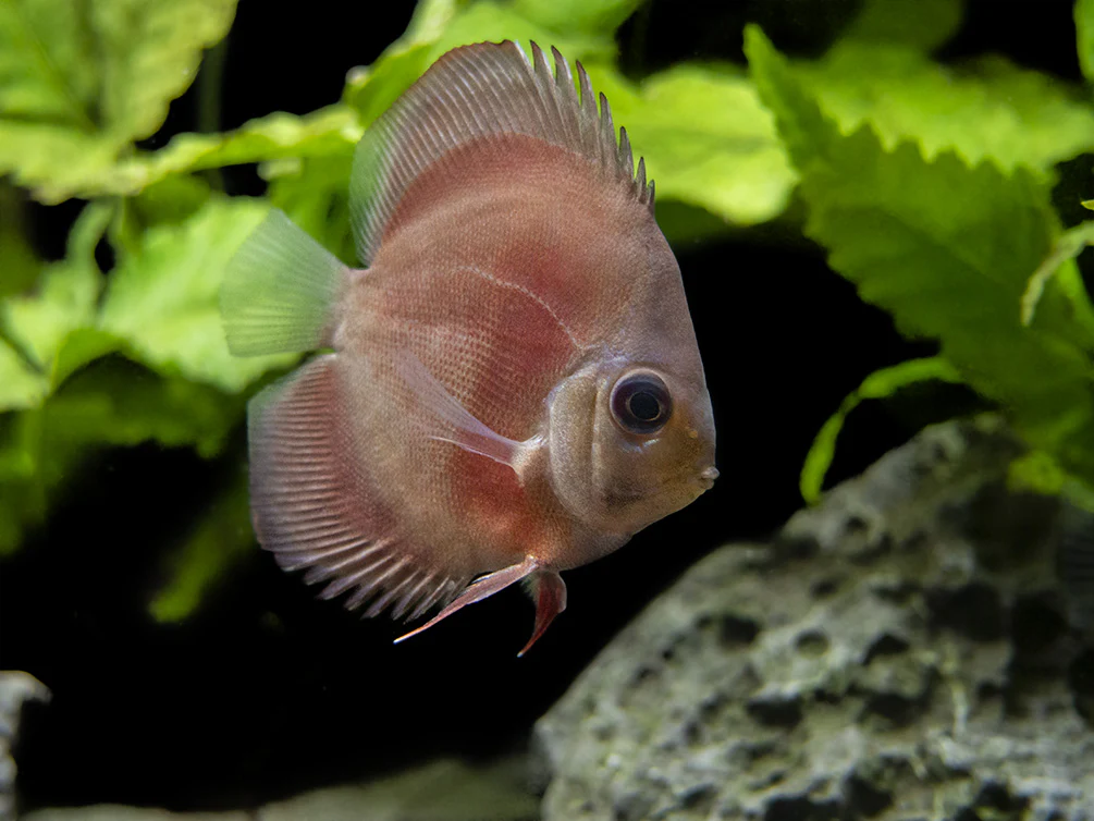 Dealer's Choice Discus (Symphysodon aequifasciatus), Tank-Bred - Nestor' Aquariums & Pets