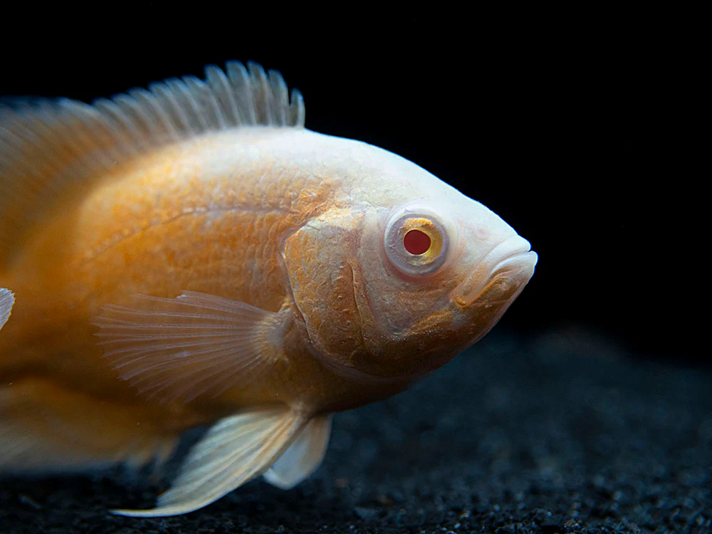 Albino Red Oscar (Astronotus ocellatus), Tank-Bred - Nestor' Aquariums & Pets