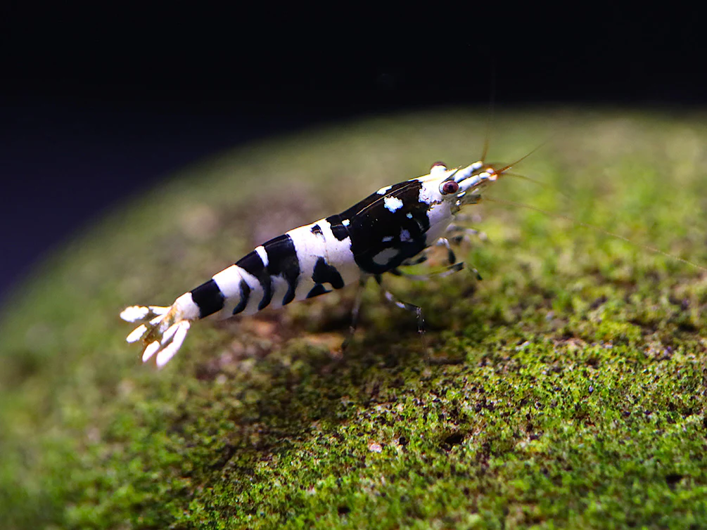 Fancy Black Tiger Shrimp (Caridina sp. “Black Tiger”) – SS Grade - Nestor' Aquariums & Pets